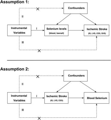 A Bidirectional Mendelian Randomization Study of Selenium Levels and Ischemic Stroke